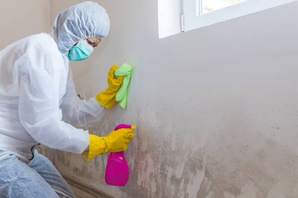 Best Post-Construction Mold Inspection  in Bloomington, CA